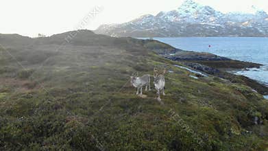 Norwegian reindeers next to fjord in Norway drone