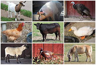 Farm Animals Collage Full Body