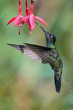 Blue hummingbird Violet Sabrewing flying