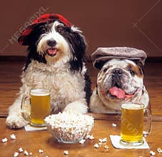 Humorous shot of two funny dogs with hats sitting at the bar and drinking beer with popcorn