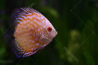 The Discus fish N5