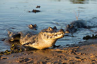Black kajman Melanosuchus niger