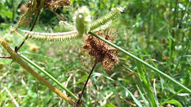 Mimosa pudica, also called sensitive plant, sleepy plant, action plant, touch-me-not, shameplant, zombie plant, bashful mimosa
