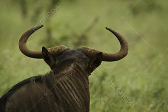 Blue Wildebeest