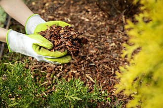 Mulching garden conifer bed with pine tree bark mulch