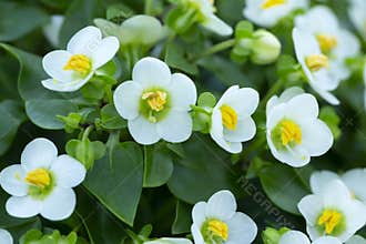 Blossoming persian violet, Exacum affine