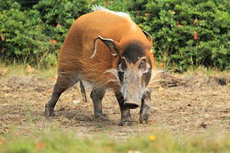 Bush pig
