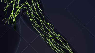 Human lymphatic system 3d animation