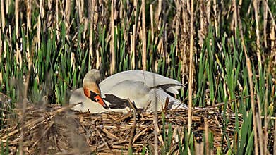 Mute swan (Cygnus olor)