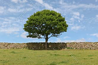 Tree and Rock Fence