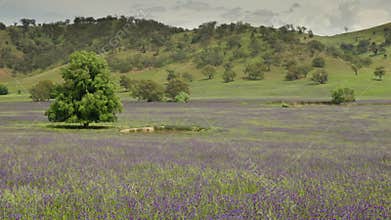 zoom in on a field covered in purple paterson's curse flowers