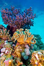 Coral reef with great hard and soft corals at the bottom of tropical sea