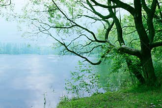 Moody landscape with old tree and lake in the morning as nature background wallpaper scenery