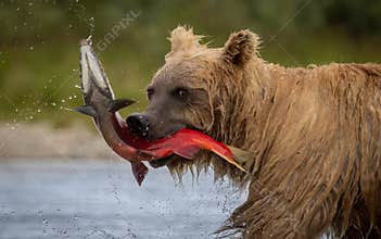 Brown Bear Fishing for Salmon in Alaksa