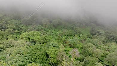Mist on tropical rainforest mountain, Tropical forests can increase the humidity in air and absorb carbon dioxide from the