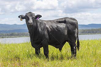 A Brangus Bull standing in a meadow