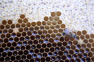 New bee and honeycomb