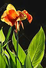 Iris