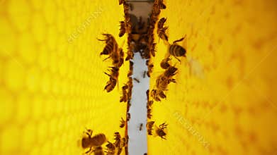 Bees swarming in honeycomb, extreme macro slider footage.Insects working beehive