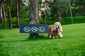 The dog walks in the park. No dog walking sign in the background