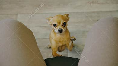 The pet lays its paws on the chair for the mistress. Toy terrier looks with yes. Top view, indoor. Dog ask begging for