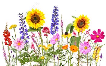 Colorful summer flowers with isolated background