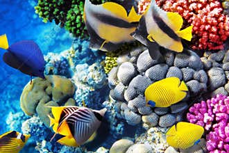 Coral and fish in the Red Sea. Egypt, Africa.