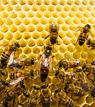 Queen bee