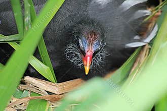 Moorhen Chick in the Nest