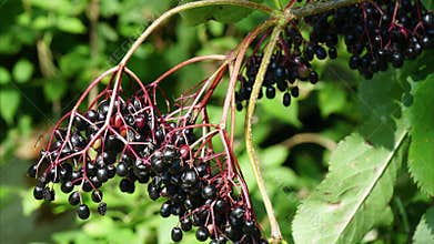 Sambucus nigra, black elder, berries, sambuco nero, Germany