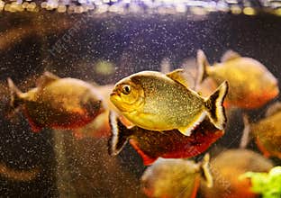 Red piranha swimming underwater
