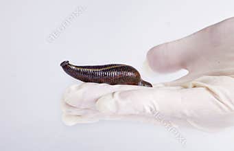 Leech on white