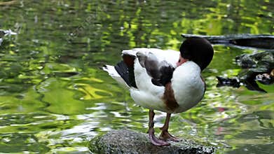 The common goldeneye duck, bucephala clangula is a medium-sized sea duck.
