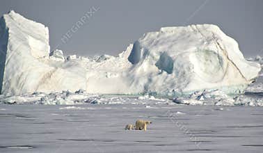 Polar Bears under an iceberg