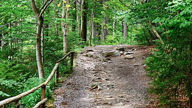 Paved path through a beautiful forest, Bavaria