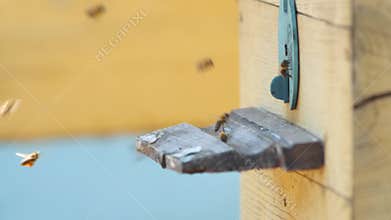 Honey bees flying in and out of wooden beehive