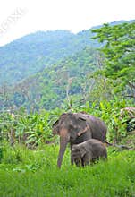 Asia elephant mother and baby in forest