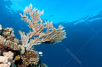 Acropora coral near the surface