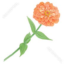 Orange Zinnia watercolor illustration. Hand drawn botanical painting, floral sketch. Colorful flower clipart for summer