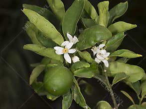 Key Lime Tree