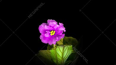 Pink Saintpaulia flowers, commonly known as African violets. Parma violet blooms on a black background. time interval