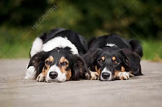Two dog border collie portrait
