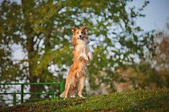 Border collie stand up on the spring background