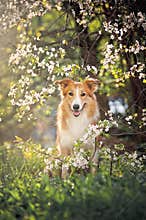 Border collie dog portrait in spring