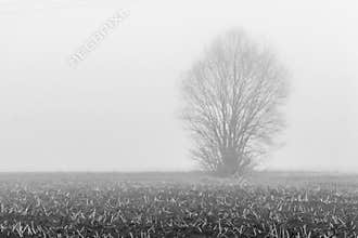 Black and white view of fog covering the Tuscan countryside on a cold winter morning, Bientina, Italy