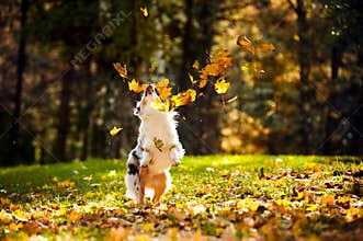 Young Australian shepherd playing with leaves