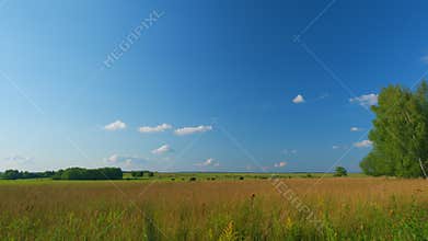 Cows Grazing In Pasture Under Big Blue Sky. Group Of Cows Grazing In Pasture. Pan.