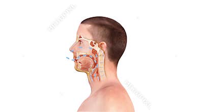 Breathing. Inhalation exhalation Operation of the Respiratory system.