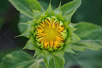 Sunflower starting to bloom 01