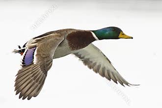 Mallard Duck